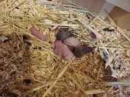 Baby Mäuse 🐁 - Luckau
