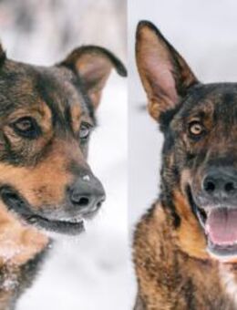 Whiskey❤️ & Brandon ❤️- Mutter und Sohn - Rott (Inn)