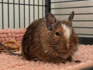 Liebevolles Zuhause für zwei junge Degu-Männchen gesucht - Hamburg