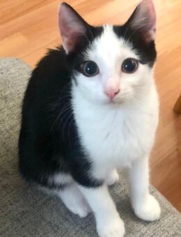 Zuckersüße EKH Junge Kitten - Essen