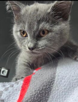 Kätzchen BKH - Straubing