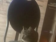 Eineinhalber schmusekater abzugeben - Merenberg (Marktflecken)