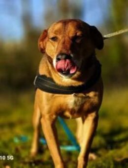 BALU💙 wünscht sich ein Zuhause - Fahrenzhausen