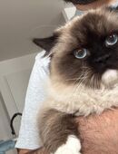 Ragdoll/Perser-Kater in 63450