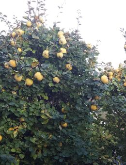 Frische Bio Garten Apfel- Quitten direkt vom Baum !!! 1€ / Kg - Berlin