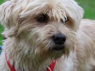 HARRY - niemals auseiander gehen 🐶❤️🐶 - Neudenau