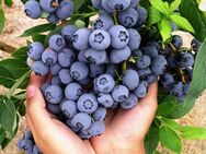 Dünger für Blaubeeren Heidelbeeren f. saure Erde PH3,5-5 Schwefelsulfat Granulat - Radolfzell (Bodensee) Zentrum