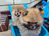 Zwergspitz Welpen - Haren (Ems)