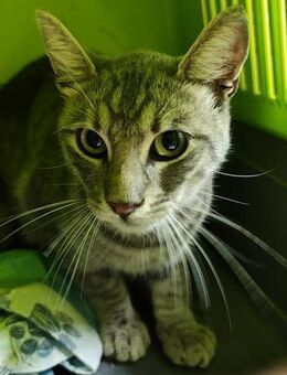 Mitko wurde von einem Auto angefahren - Augsburg