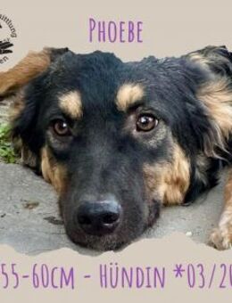 Phobe - Rotenburg (Fulda)