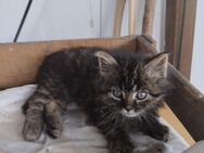 junger Kater mit langem Fell - Hamm