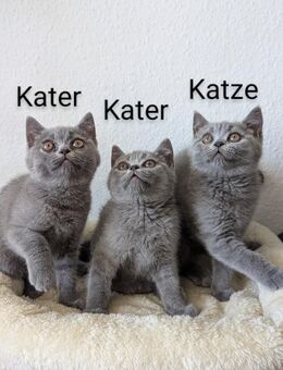 Britisch Kurzhaar Kitten - Duisburg