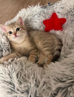 BKH Kitten mit Stammbaum - Kempten (Allgäu)