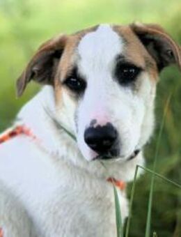 Freundlicher Platon sucht seine Menschen - Duisburg