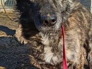SHORTY sucht ein Zuhause - Weiterstadt