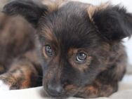 LARAMIE - Welpenalarm! ❤️🐶 - Neudenau
