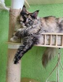 Wunderschöne Maine Coon Mädchen mit Stammbaum in 74535