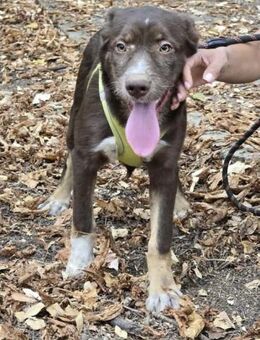 Sanftmütiges Welpenmädchen DAISY ♥️ - München