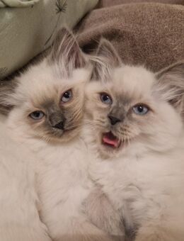 Ragdoll Kitten ab 25.11. abzugeben - Schwalmtal (Nordrhein-Westfalen)