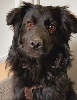 🌸 Liebe Lotus sucht Vertrauen 🌸 - Eislingen (Fils)