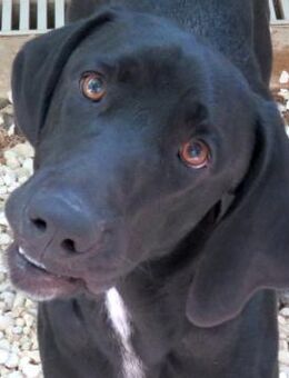 Charlie 11 -freundlich,aktiv- - Oldenburg