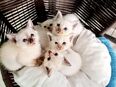 Heilige birma /Siam Mix Kitten in 51491