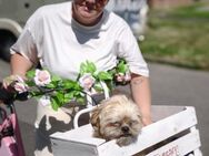 Shih Tzu LEO: katzenverträglich + lieb! - Meinerzhagen