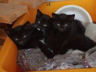 Hauskatzen, Kitten - Bad Birnbach