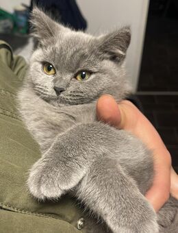 Katze sucht liebevolle familie - Wesel