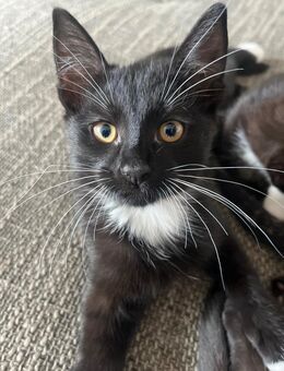 Süße katzen kinder suchen ein wunderschönes,neues zu Hause - Witten