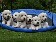 Wurferwartung Golden Retriever Welpen in creme/weiss - Waischenfeld
