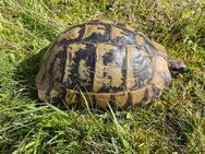 0.1 Griechische Landschildkröte, Testudo hermanni boettgeri, Wildfang, Zuchtweibchen, eierlegend - Birkenfeld (Rheinland-Pfalz)