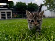Katze - Köln