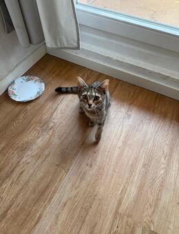 Kater sucht neues Heim - Dresden