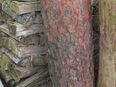 Kiefern-Hackklotz für Brennholz klein machen, 28cm Schlagfläche in 14806