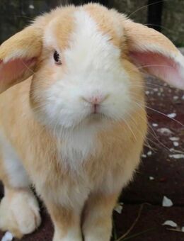 Zwergkaninchen, Kastrat - Riedlingen