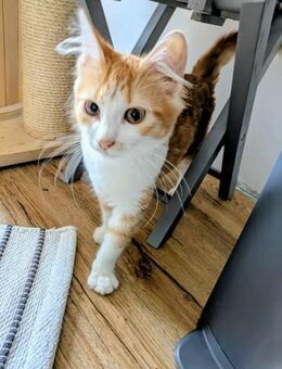 Olivia ein zuckersüßes Katzenmädchen - Stelle