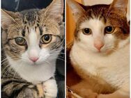 🆘Vicky & Nico brauchen HILFE🐾 - Eislingen (Fils)