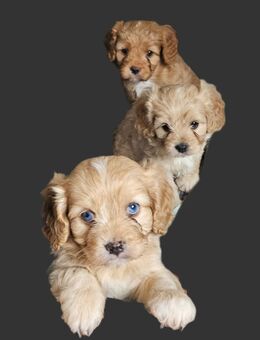 Cavalier King Charles/Toypudel Welpen Cavapoo Mini Pudel Doodle - Erfurt
