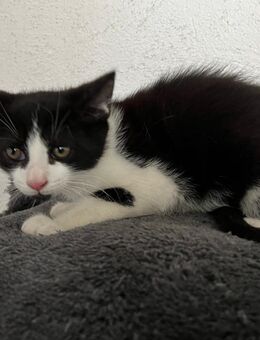 Main Coon - Hauskatze Mix Kater - Hahn
