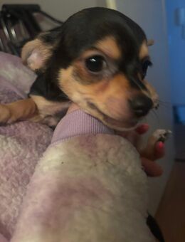 Chihuahua Welpen abzugeben ab sofort - Gelsenkirchen Resser-Mark