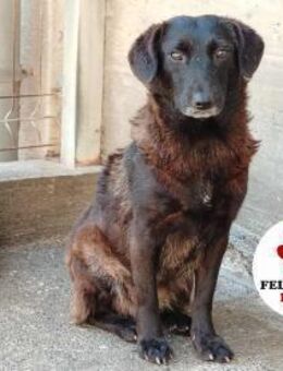 kleine Sunny sucht ein Zuhause oder PS - Margetshöchheim