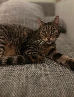 Schmuse-Kater in liebe Hände abzugeben - Frankfurt (Main) Eckenheim