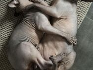 2 Wunderschöne und liebenswerte Sphynx-Katzen abzugeben. - Neustadt (Hessen)