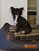 Chihuahua Mädchen 6 Monate alt in 55411