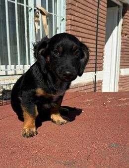 Sally Kokonimix Hündin 4 Monate in GR - Reutlingen