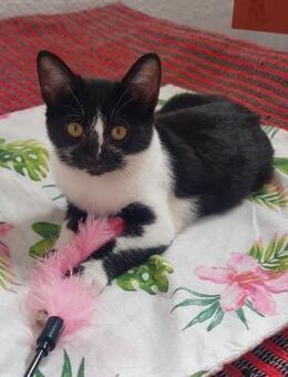 Lustige Penny bei München (ALO) - Geisenheim