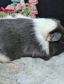 Meerschweinchen Weibchen - Bünde