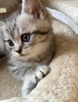 Bkh kater - Rheine