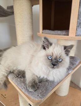 Reinrassige BKH/BLH Kitten - Syke